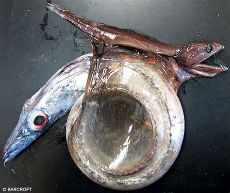 Black Swallower- The Bizarre Deep Sea Creature That Can Eat Prey Up to ...