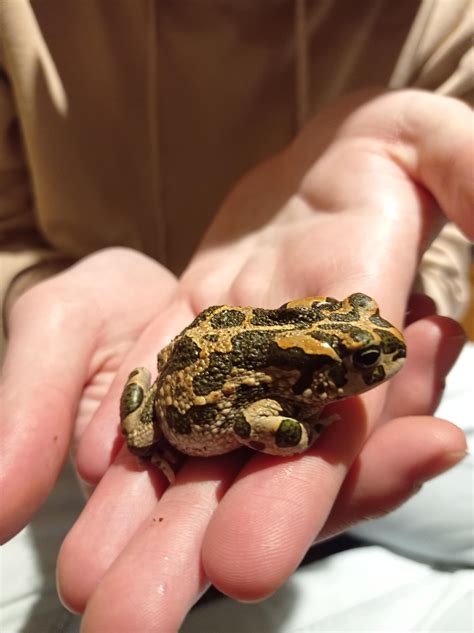 new toad owner : r/Toads