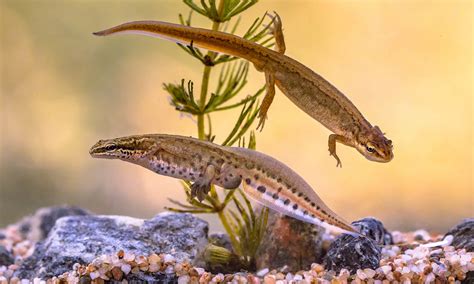 British Newts: A guide to the three main species of newt in the UK
