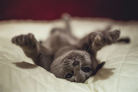 Фотографии с симпатичными котиками | FotoRelax