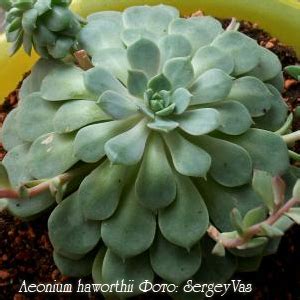Эониум Aeonium - уход в домашних условиях, размножение