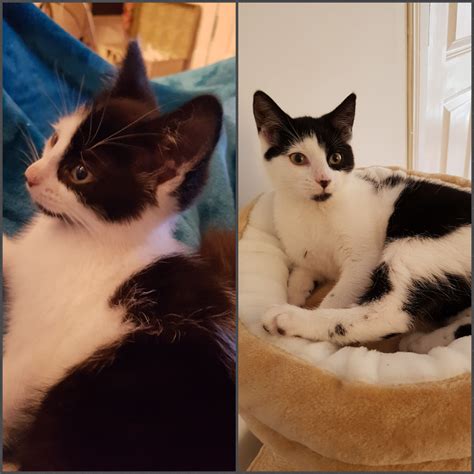 8 weeks vs 16 weeks. Smol boi has grown into his ears. : r/kittens