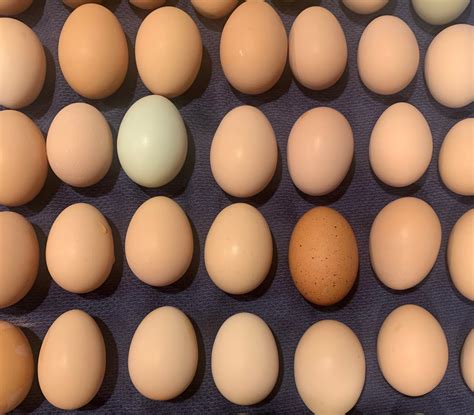 Pasture Raised Eggs | Red Acre Farms | Ocala, FL – Red Acre Farm, LLC