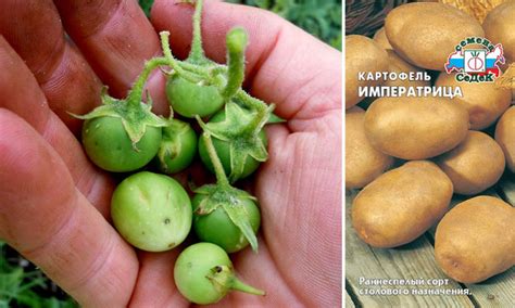 Картофель Императрица: описание, выращиваине из семян, отзывы