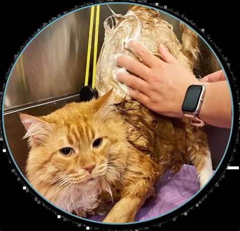 our team – Peaceful Paws Pet Spa