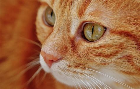 nama kucing jantan korea
