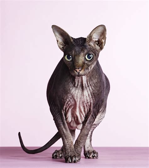 Linda Magazine | Paul Roberts