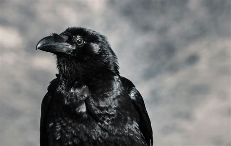 Black Raven