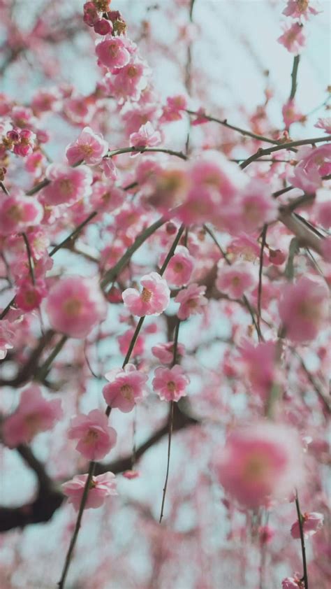 Japanese+Girls+Sitting+On+Uncle's+Lap Videos, Download The BEST Free 4k