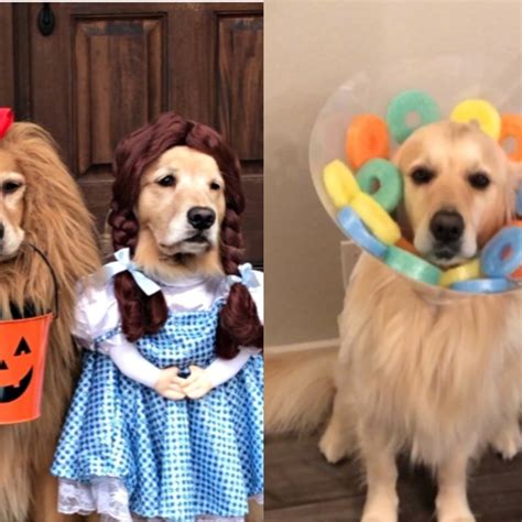 animals  cute costumes  animals dressed  pets  halloween