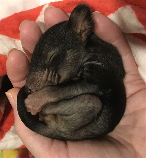 About the Tasmanian Devil | Department of Natural Resources and