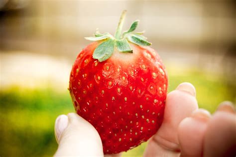 1024x768 wallpaper | strawberry fruit | Peakpx