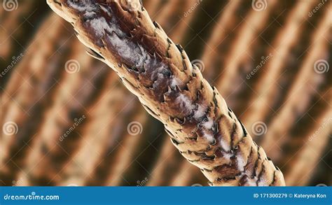 human hair  microscope royalty  illustration cartoondealer