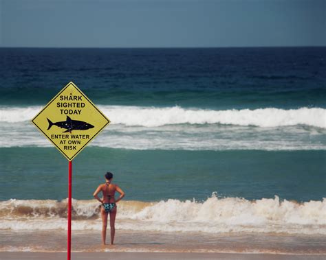 Fatal shark attacks in Australia at a new high - upstart