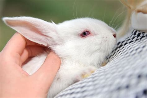 Getting To Know Your Rabbit's Eyes: What Are Their Common Infections ...