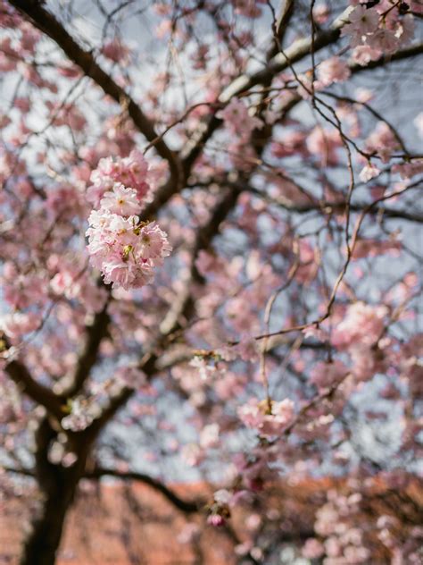 Cherry Blossom Tree · Free Stock Photo