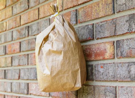 6 Ways To Repel Wasps Without Harming Them
