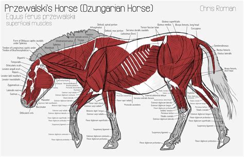 Horse Sheath Diagram