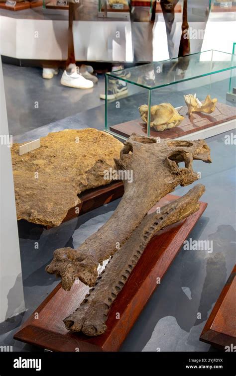 bandung indonesia  nov   fossil  gavialis bengawanensis