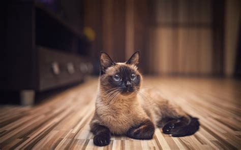 Заставка На Рабочий Стол Котики - 70 фото