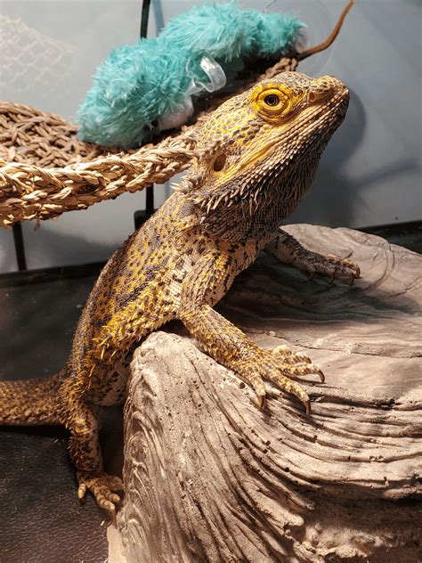 What is this lol : r/BeardedDragons