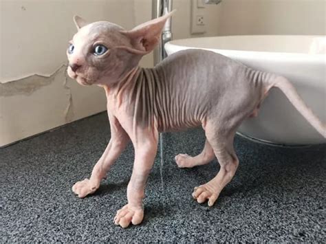 Gato Egipcio Sphynx | Meses sin intereses