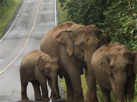 Watching gibbons and wild elephants in Khao Yai National Park