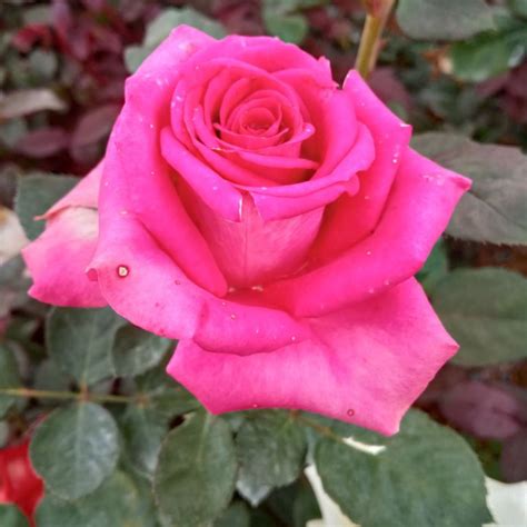 tanaman bunga mawar merah lazada indonesia