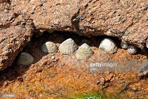 limpet stock  high res pictures  images getty images