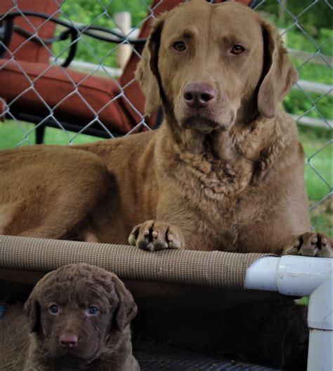 Repeat planned breeding Frankie and Brody! "Yankee Doodles