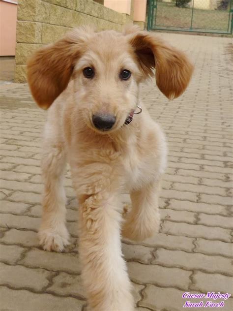 Afghan Hound Puppy For Sale Near Me - Pets Lovers