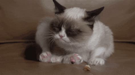 unimpressed cat gifs | WiffleGif