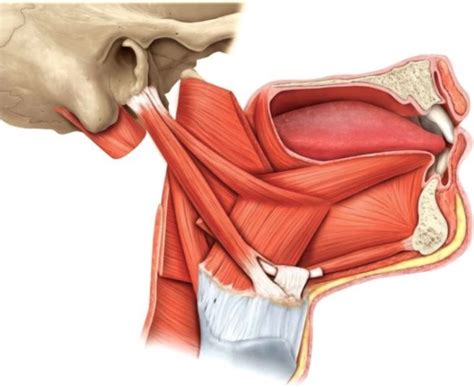 Extrinsic Muscles of Tongue Diagram | Quizlet
