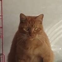 kit wan evergreen food trading  linkedin