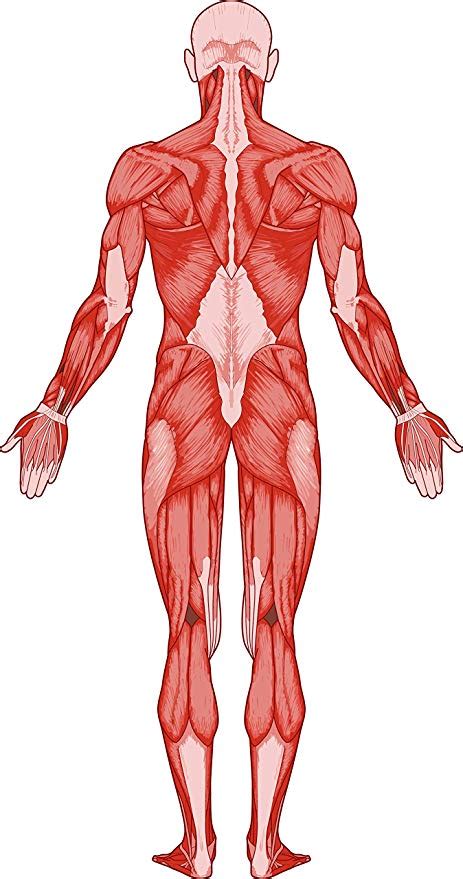 Amazon.com: Anatomic Human Body Anatomy Cartoon Art Drawing Vinyl ...