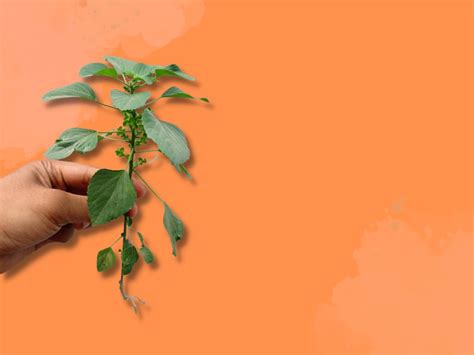 5+ Manfaat Daun Tanaman Anting Anting Dan Cara Meraciknya