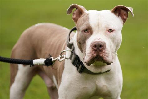 XL Bully Rules Come Into Force as Ban Looms | The Epoch Times