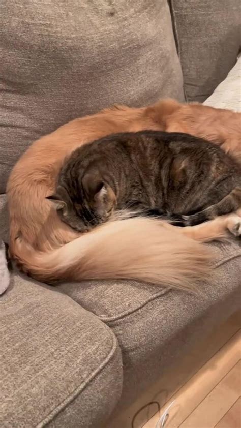 "Tail Tales: When Cats & Dogs Forge - One News Page VIDEO