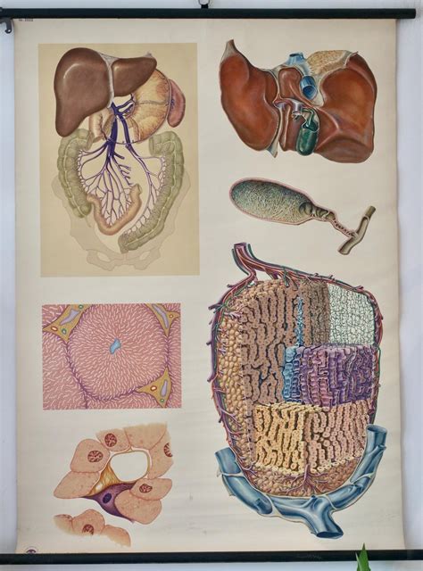 vintage liver school chart hygienemuseum dresden  original