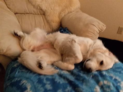 Josie being cuddly (plus a bonus Golden smile) : r/goldenretrievers