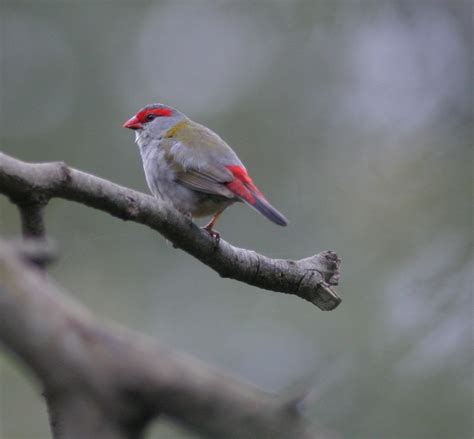 BirdLife Melbourne - Red-browed Finch