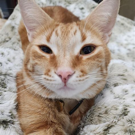 pet sitting jobs for 12 year olds 10