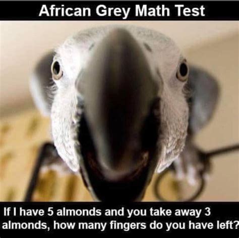Pin by Laura Selwitschka on Pet birds | Funny parrots, African grey ...