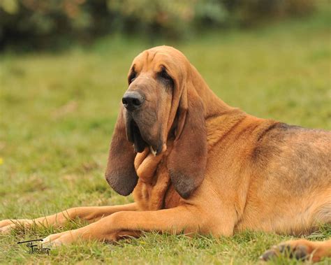 Bloodhound - vynikající popis plemene, povahových vlastností a péče o psa