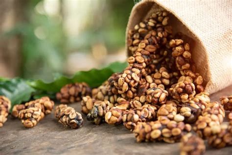 What Is Kopi Luwak & Why It Is So Expensive | Coffee | Brew | Life