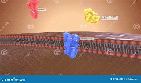 The Angiotensin II Receptor Blockers Stock Illustration - Illustration of membrane, antigen ...