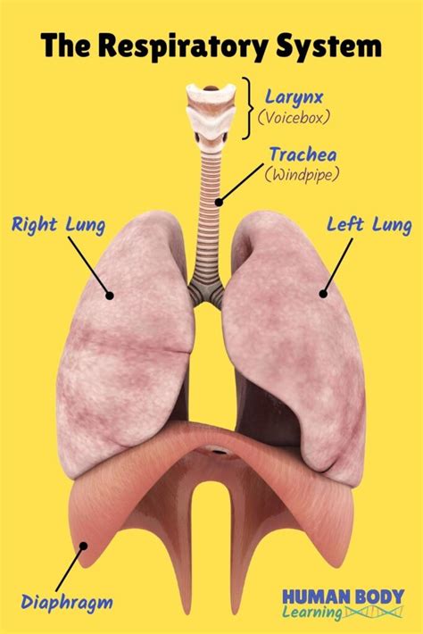respiratory system learn respiratory anatomy
