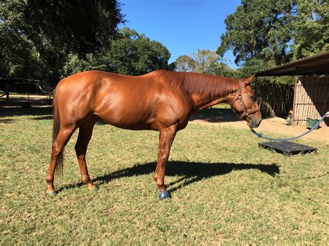 Knowing When to Say No: Admitting When a Horse Isn’t the Right Fit