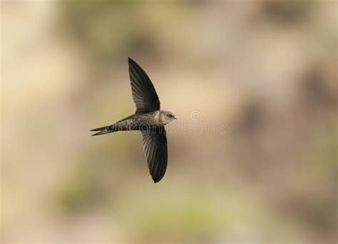 swift apus apus  flight   london england stock image