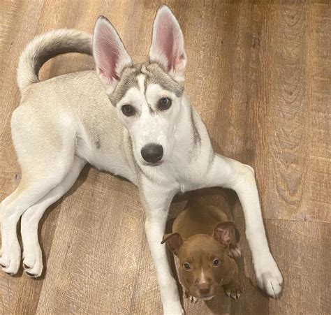 short haired husky guide traits characteristics